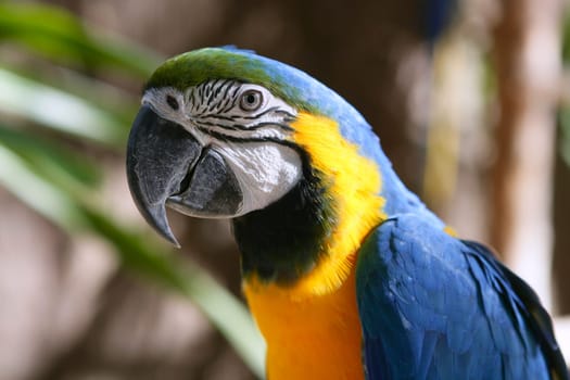 Blue and gold yellow macaw tropical
