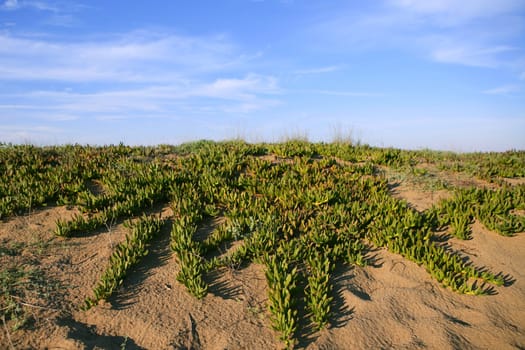 Livingstone daisy dune plants blue sky