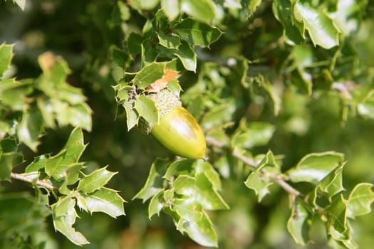 Acorn green fruits on the oak tree in the forest, wild life