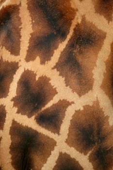 Giraffe real skin background pattern texture