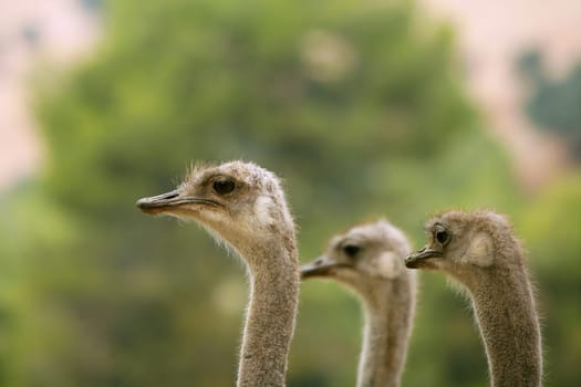Ostrich portrait outdoor three neck and heads in a row