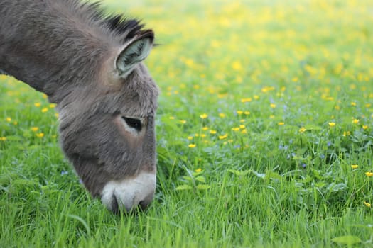 Donkey grazing on spring meadow