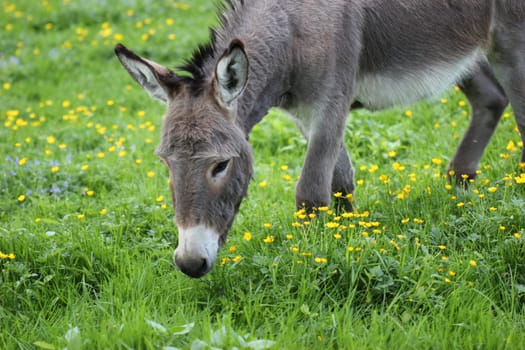 Donkey grazing on spring meadow