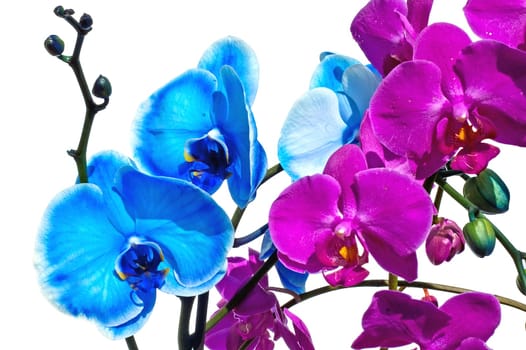Blue and pink orchid flower on a white background