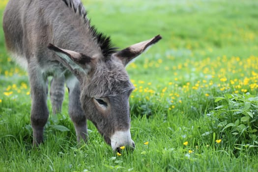 Donkey grazing on spring meadow