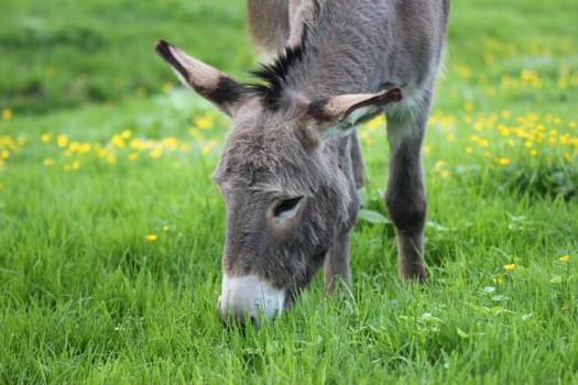 Donkey grazing on spring meadow
