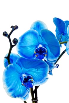 Blue orchid isolated on white