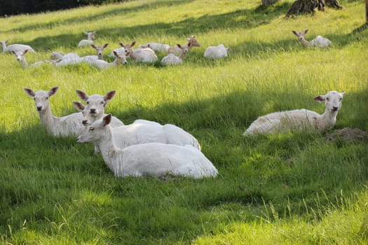 White fallow deer at Sababurg Zoo