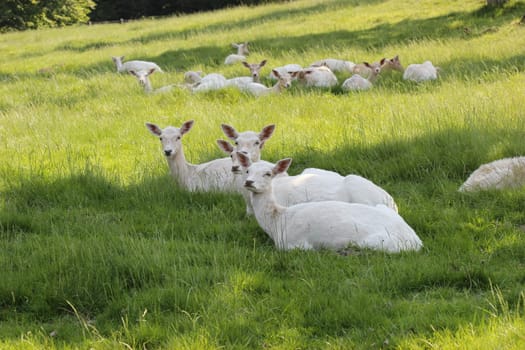 White fallow deer at Sababurg Zoo