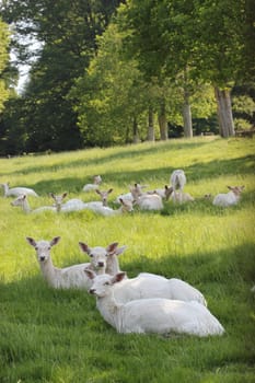 White fallow deer at Sababurg Zoo