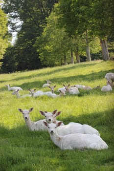 White fallow deer at Sababurg Zoo