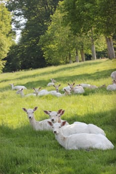 White fallow deer at Sababurg Zoo