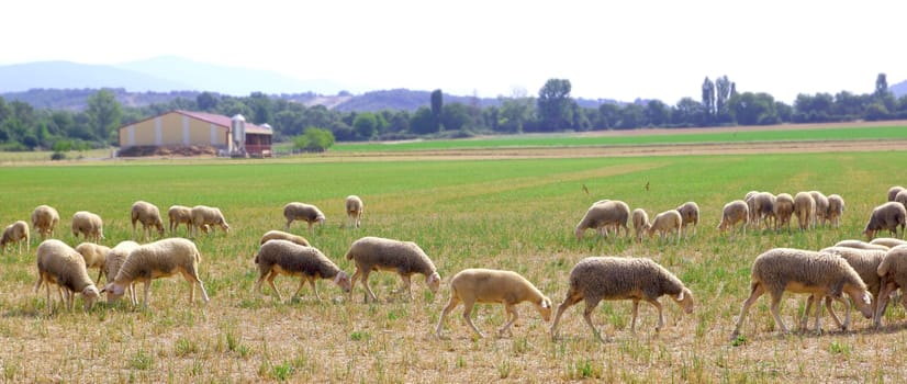sheep flock grazing meadow in grass field panoramic view