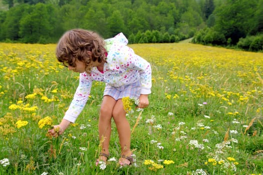 Girl picking flowers in yellow spring meadow beautiful scenic in Pyrenees spain