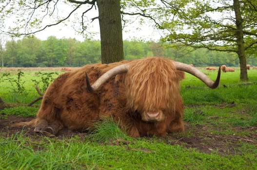 closeup of a scottish cow resting on the ground