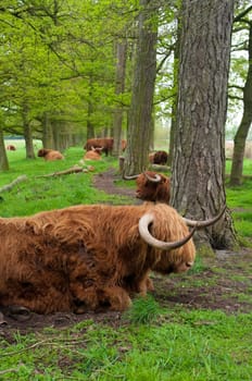 scottish cows resting between the trees