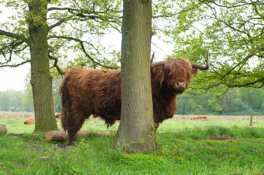 scottish cow standing behind a tree