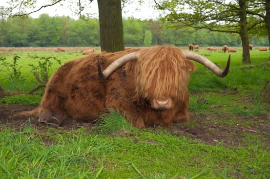 closeup of a scottish cow resting on the ground
