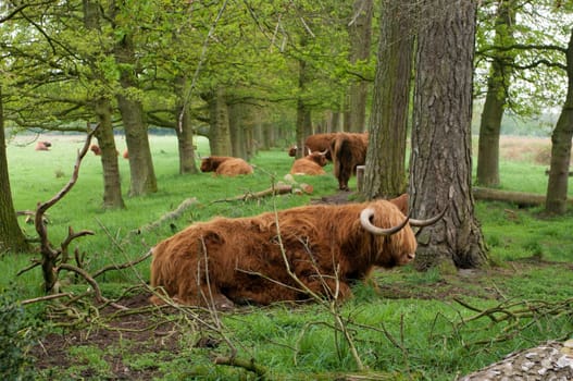 scottish cows resting between the trees