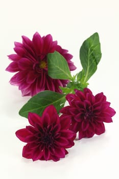 violet dahlia flowers against light background