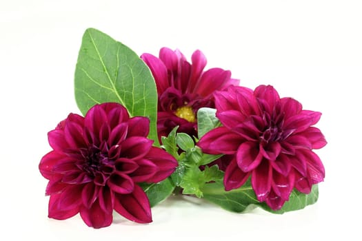 violet dahlia flowers against light background