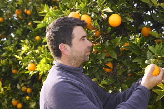 orange tree field male farmer harvest picking fruits in mediterranean Spain