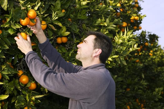 orange tree field male farmer harvest picking fruits in mediterranean Spain