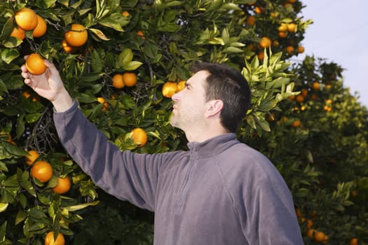 orange tree field male farmer harvest picking fruits in mediterranean Spain