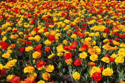 Field of colorful tulips in bloom