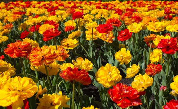Field of colorful tulips in bloom