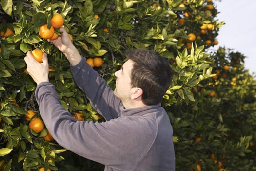 orange tree field male farmer harvest picking fruits in mediterranean Spain