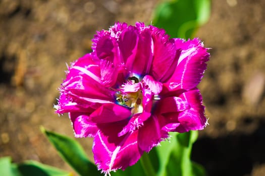 Colorful flower in bloom.