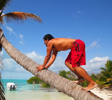 native latin hispanic indian climbing coconut palm tree trunk