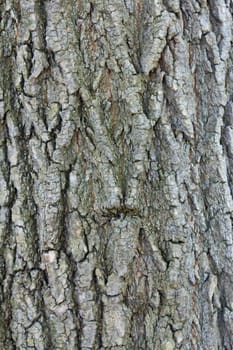 Detailed tree bark background.