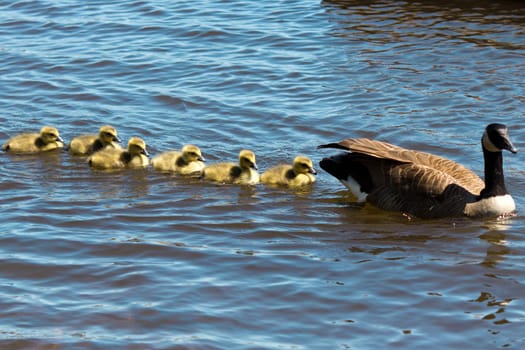 Canadian goose swimming with thier goslings.