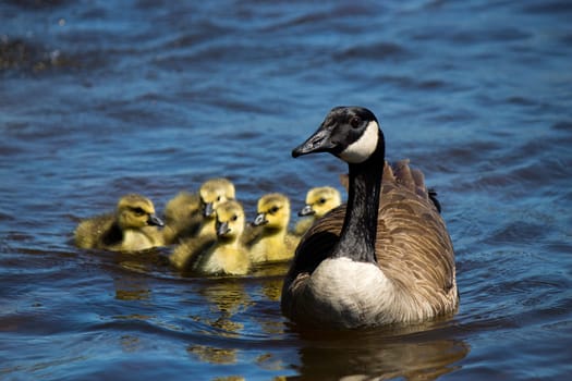 Canadian goose swimming with thier goslings.