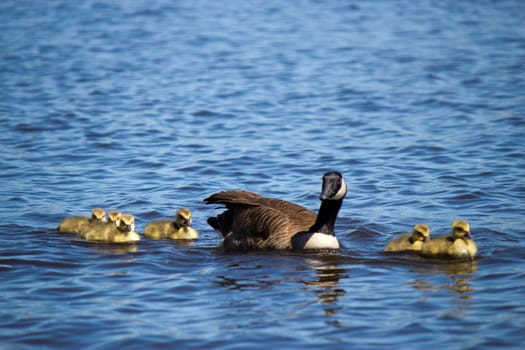 Canadian goose swimming with thier goslings.