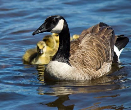 Canadian goose swimming with thier goslings.