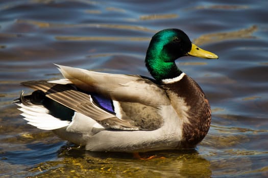 Colorful male Mallard duck swimming.