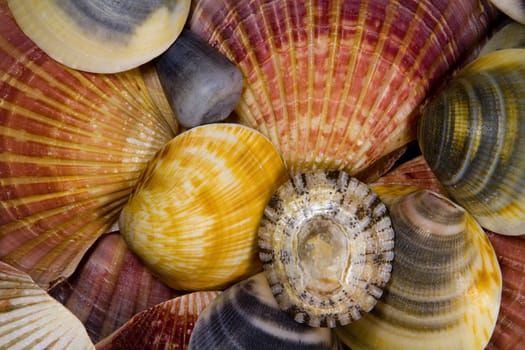 Lots of Colourful Shells