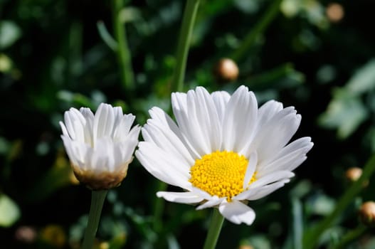 Daisies bush
