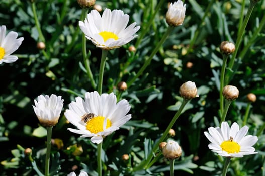 Daisies bush