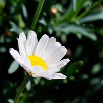 Daisies bush