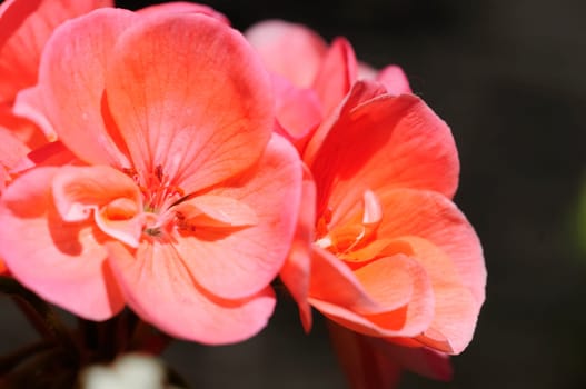 Petunias
