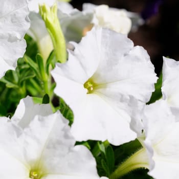 Petunias