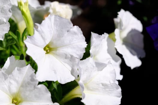 Petunias