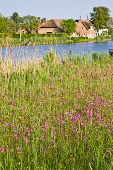 Dutch country landscape at the waterside with farm and fields with springflowers