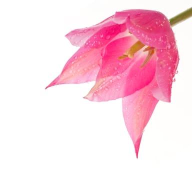 apology, arrangement, background, beautiful, beauty, black, bloom, blooming, blossom, bouquet, bridal, bright, bulb, bunch, close, closeup, color, colorful, colourful, decor, decoration, flora, floral, florist, flower, garden, gentile, gift, isolated, mix
