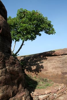 Lush green tree emerging from crevice of rock