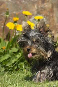 A detailed look at puppy Yorkshire Terrier sticking out his tongue.. Yellow lowers in the background.
